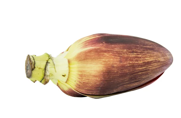 Inflorescencia del plátano — Foto de Stock