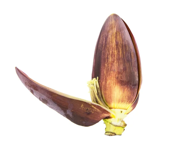 Kwiatostan banan — Zdjęcie stockowe