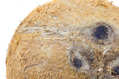 taze hindistan cevizi