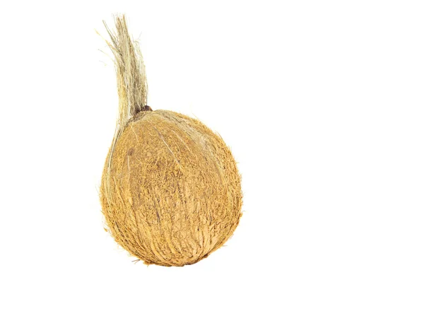 新鲜椰子 — 图库照片