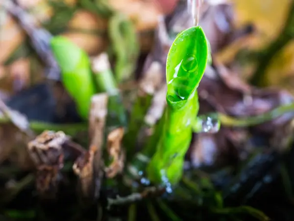 Junger Orchideentrieb — Stockfoto