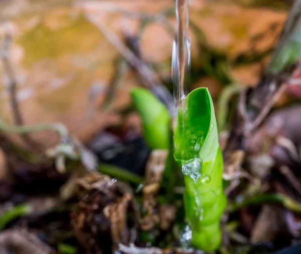 Young Orchid Shoot — Stock Photo, Image