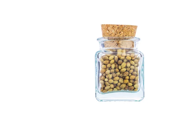 Koriander utsäde kryddor — Stockfoto