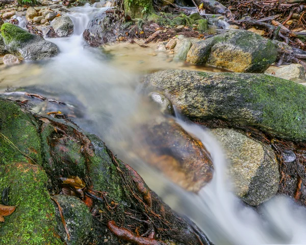 Fluxo da selva — Fotografia de Stock