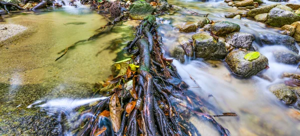 Fluxo da selva — Fotografia de Stock