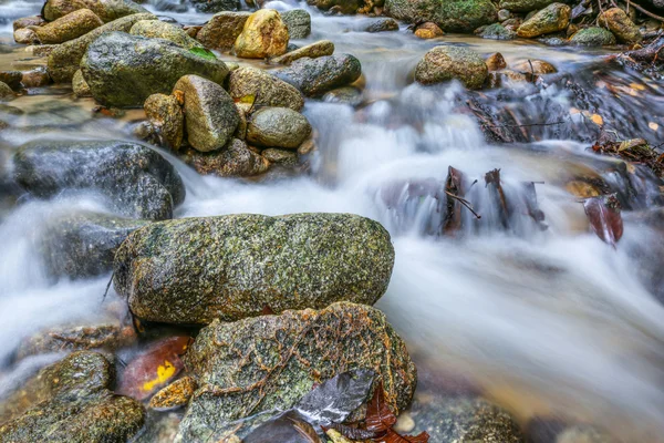 Fluxo da selva — Fotografia de Stock