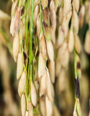 öğütülmemiş pirinç