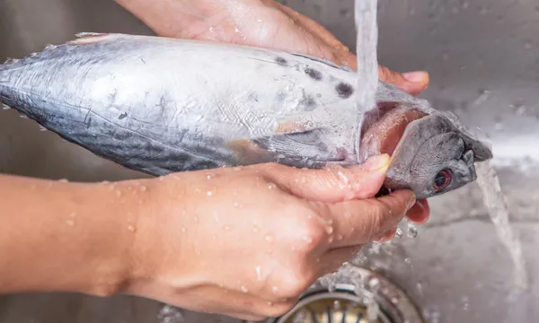 Washing Mackerel Tuna Fish — Stock Photo, Image