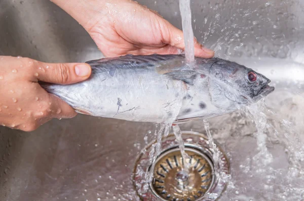 Washing Mackerel Tuna Fish — Stock Photo, Image