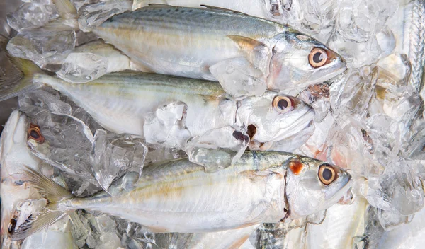 Short-bodied Mackerel Fish — Stock Photo, Image