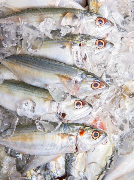 Pescado de caballa de cuerpo corto — Foto de Stock