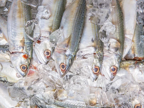 Short-bodied Mackerel Fish — Stock Photo, Image