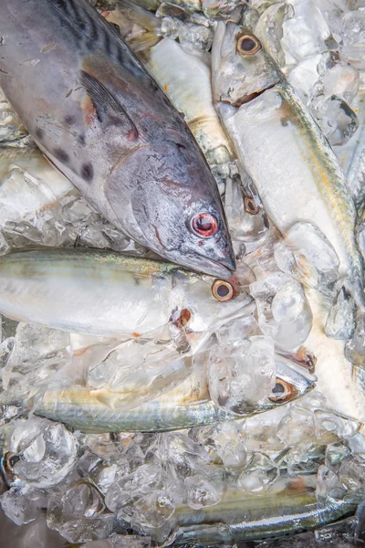 Mackerel Tuna And Short Mackerel — Stock Photo, Image