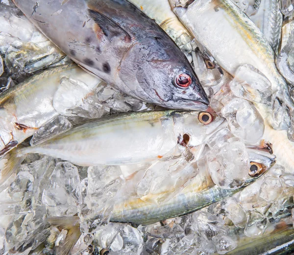 Atún de caballa y caballa corta — Foto de Stock