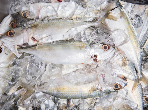 Short-bodied Mackerel Fish — Stock Photo, Image