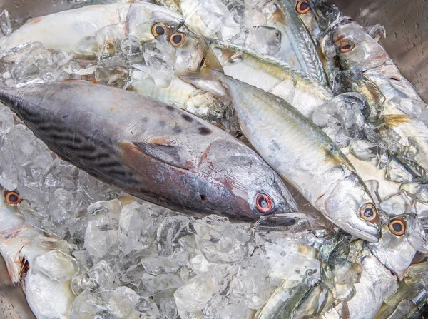 Mackerel Tuna And Short Mackerel — Stock Photo, Image