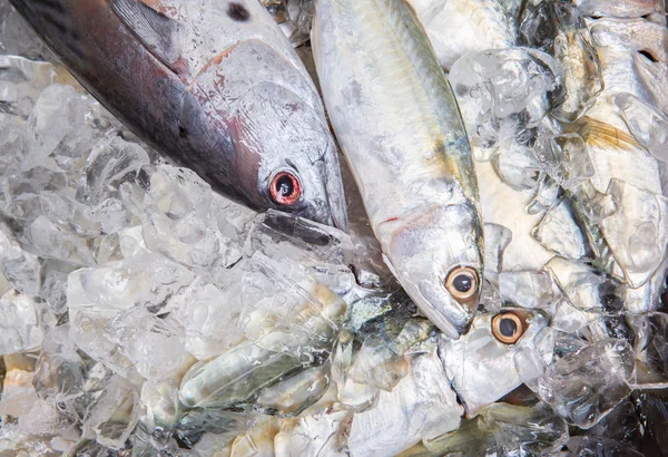 Mackerel Tuna And Short Mackerel — Stock Photo, Image