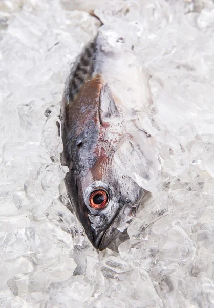 Fresh Mackerel Tuna — Stock Photo, Image
