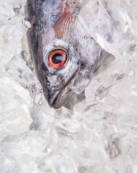Frischer Makrelen-Thunfisch — Stockfoto