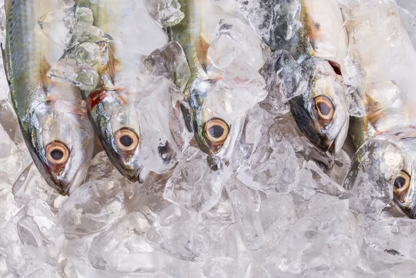 Short-bodied Mackerel Fish — Stock Photo, Image