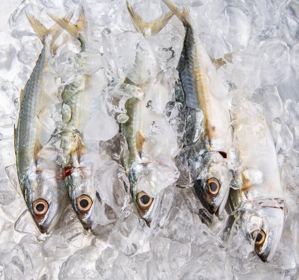 Pescado de caballa de cuerpo corto — Foto de Stock