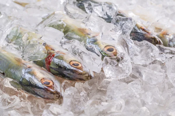 Short-bodied Mackerel Fish — Stock Photo, Image