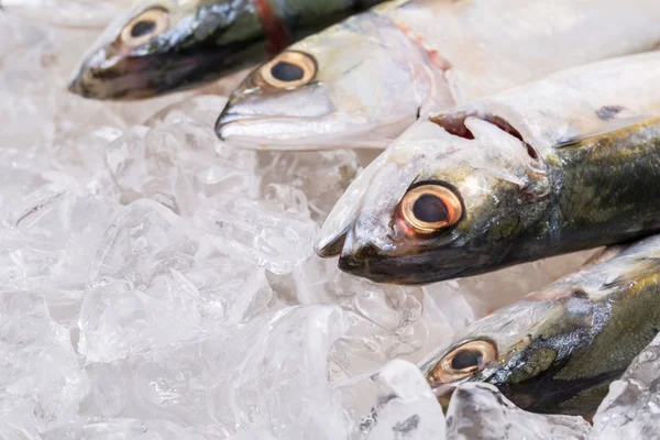 Short-bodied Mackerel Fish — Stock Photo, Image