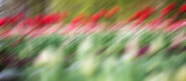 çiçek mition bulanıklık