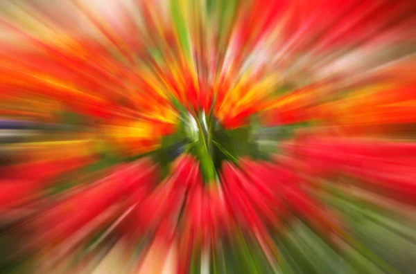 Flores desfocam mição — Fotografia de Stock