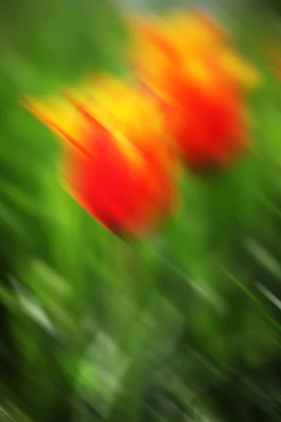 Flowers blur mition — Stock Photo, Image