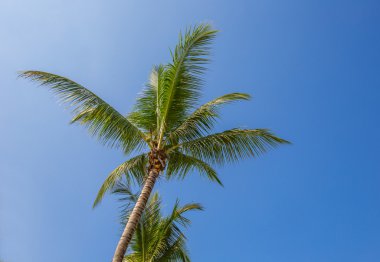 Hindistan cevizi ağacı tops