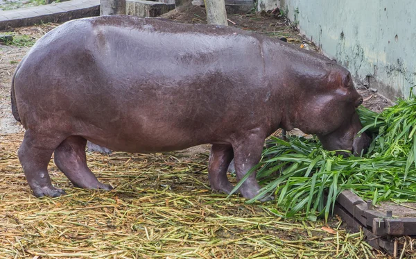 Hippopotamus — Stock Photo, Image