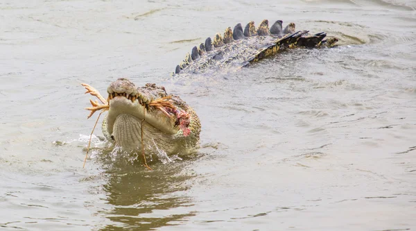 Saltvatten krokodil — Stockfoto