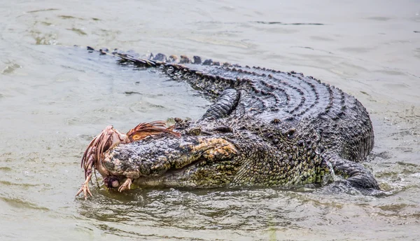 Saltwater Crocodile — Stock Photo, Image