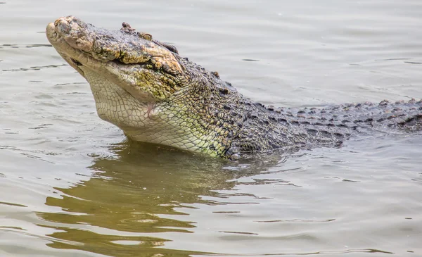 Crocodil de apă sărată — Fotografie, imagine de stoc