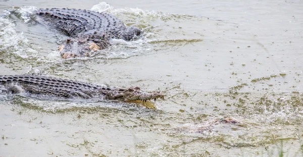 Saltvatten krokodil — Stockfoto