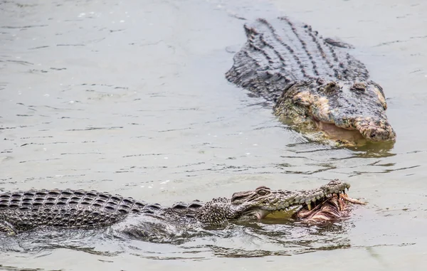 Crocodilo de água salgada — Fotografia de Stock