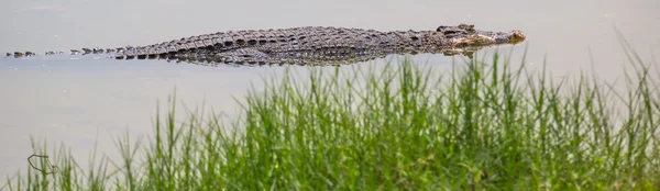 Saltvatten krokodil — Stockfoto