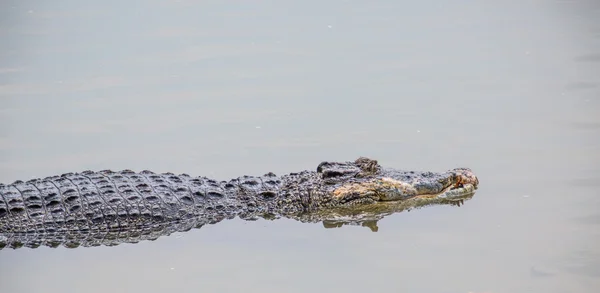 Saltvatten krokodil — Stockfoto