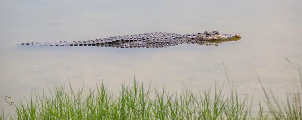 Crocodil de apă sărată — Fotografie, imagine de stoc