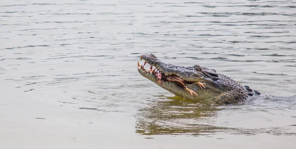 Crocodilo de água salgada — Fotografia de Stock