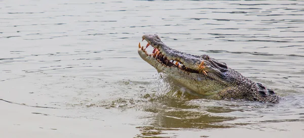 Saltwater Crocodile — Stock Photo, Image