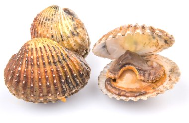 ham cockle