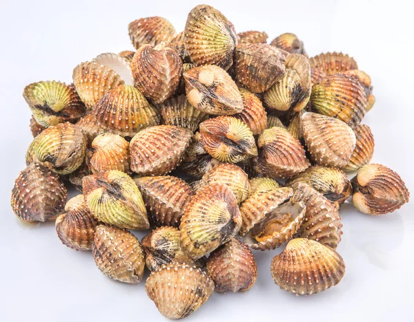 Cockles crus — Fotografia de Stock