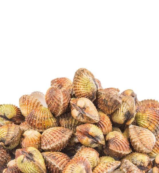 Cockles crus — Fotografia de Stock