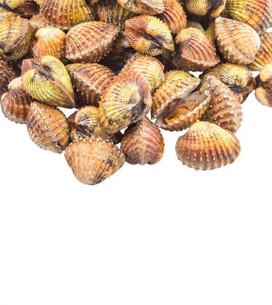 Raw Cockle — Stock Photo, Image