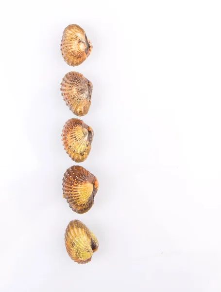 Cockles crus — Fotografia de Stock