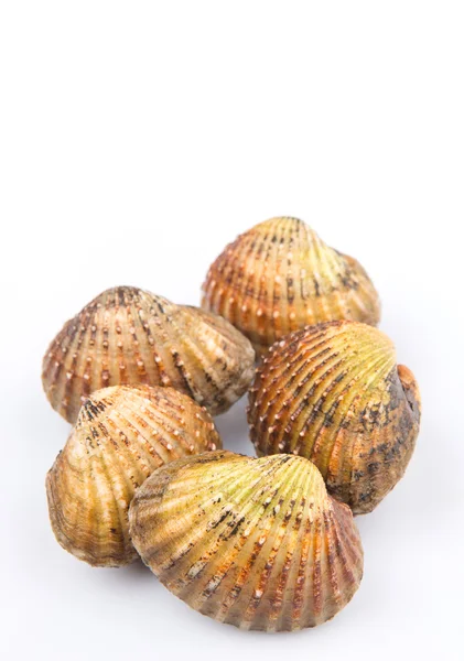 Cockles crus — Fotografia de Stock