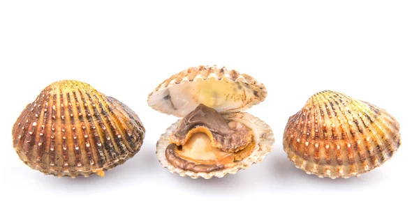 Cockles crus — Fotografia de Stock