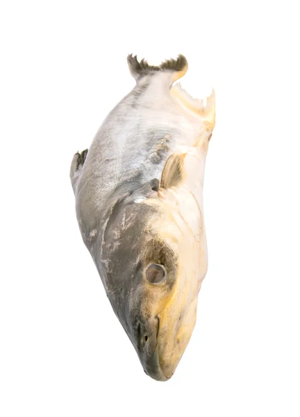 Рыба Пангасия Сутчи — стоковое фото